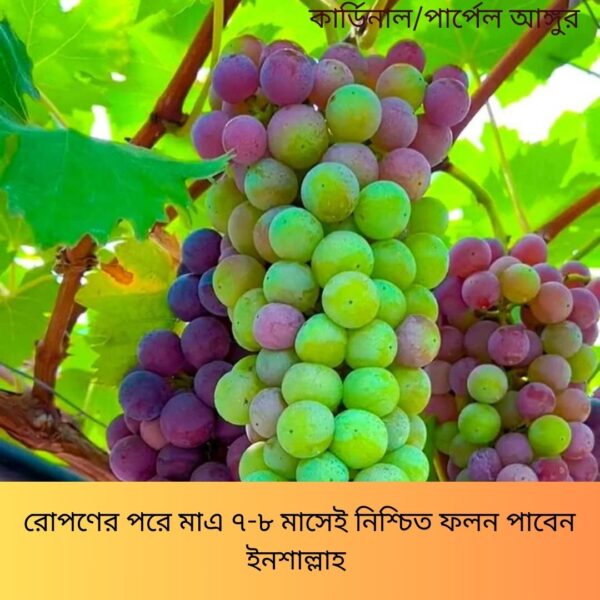 বিদেশি ৩ টি সুমিষ্ট আঙ্গুর চারা গাছের সাথে ২টি বারমাসি ফল চারা গিফট - Image 3