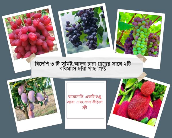 বিদেশি ৩ টি সুমিষ্ট আঙ্গুর চারা গাছের সাথে ২টি বারমাসি ফল চারা গিফট