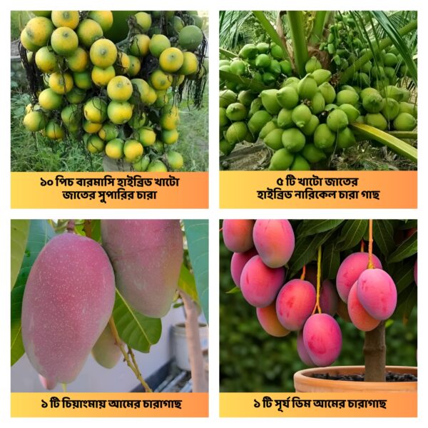 ৫টি নারিকেল চারা সাথে ফ্রি ১০টি সুপারি ও ২টি বিদেশি আম চারা!
